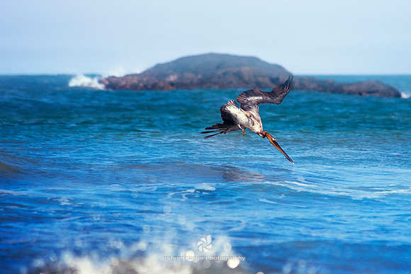 Pelican Plunge-dive for Fish