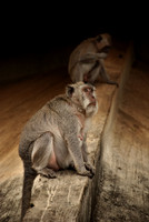 Long Tailed Macaques in Bali