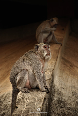 Long Tailed Macaques in Bali