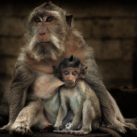 Precious Mother's Milk