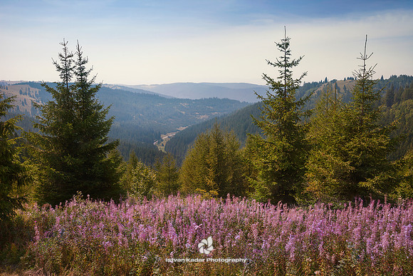 The Pine Forests of Harghita