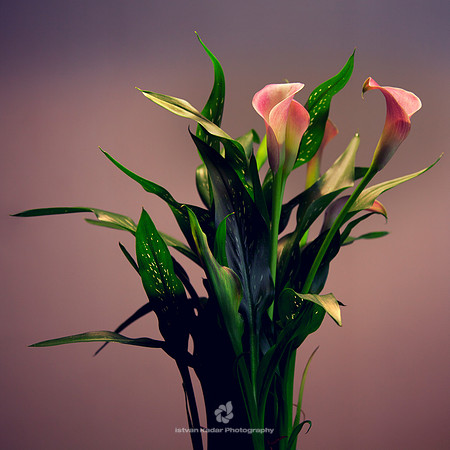 Callas Delight