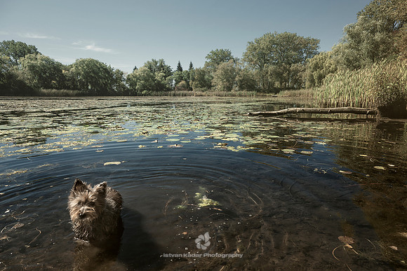 Bathing in the Lake