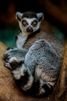 Ring-tailed Lemur (Lemur catta)