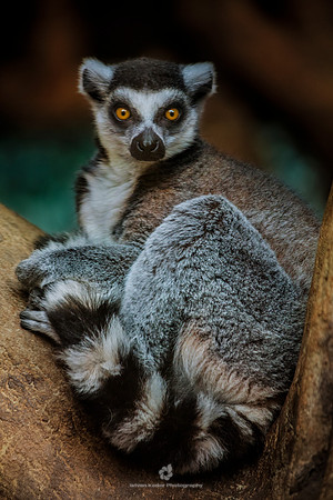 Ring-tailed Lemur (Lemur catta)