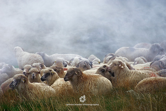 Resting Flock of Sheep