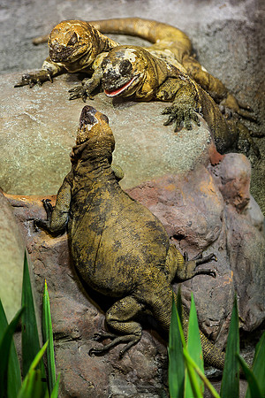 San Esteban Chuckwallas (Sauromalus varius)