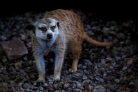 Slender-tailed meerkat (Suricata suricatta)