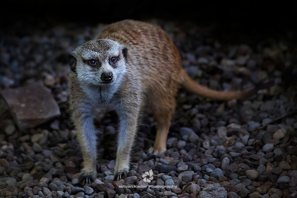 Slender-tailed meerkat (Suricata suricatta)