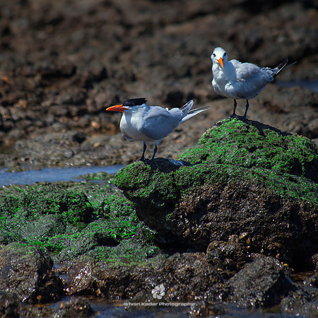 Royal Terns