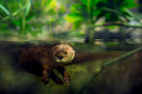 Spotted-necked Otter (Lutra maculicollis)