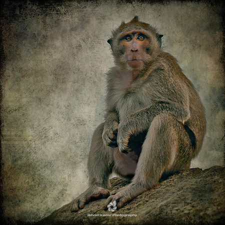 Long Tailed Macaque