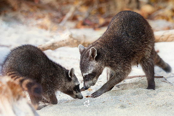 Raccoons