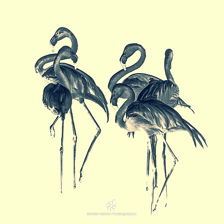 Flamingos
