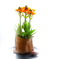 Star of Bethlehem (Ornithogalum dubium)