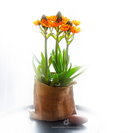 Star of Bethlehem (Ornithogalum dubium)
