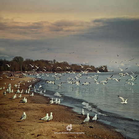 Beach with Seagulls