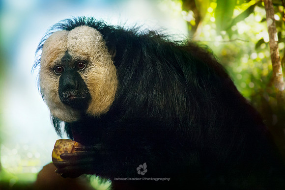 White-faced Saki Monkey Portrait (Male)