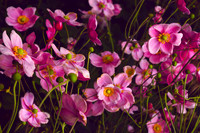 Japanese anemone (Anemone hupehbensis)