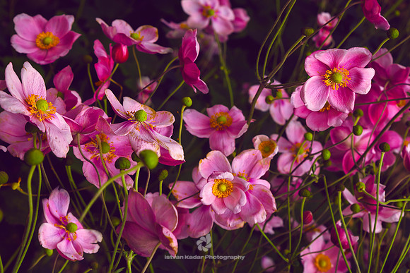 Japanese anemone (Anemone hupehbensis)