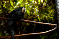 White-faced Saki Monkey (Pithecia epithelia)