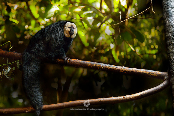 White-faced Saki Monkey (Pithecia epithelia)