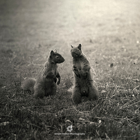 Squirrel Talk