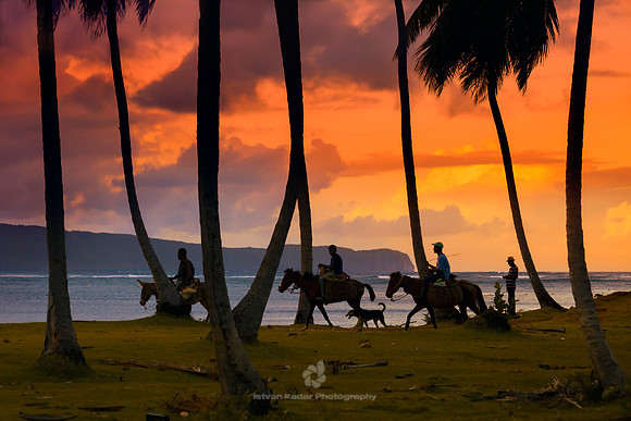 Beach, Caribbean, "Caribbean Sea", Coastline, Day, Dog, Dominican, "Dominican Republic", Donkey, Equid, Father, Horse, "Horse riding", Island, Lagoon, Landscape, Magenta, Mule, Nature, Outdoors, "Palm
