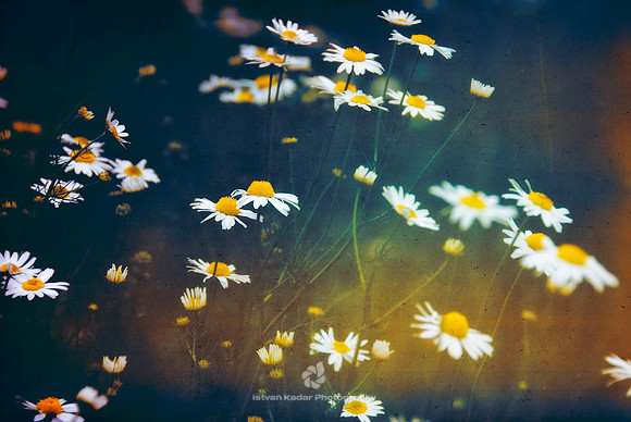 Daises