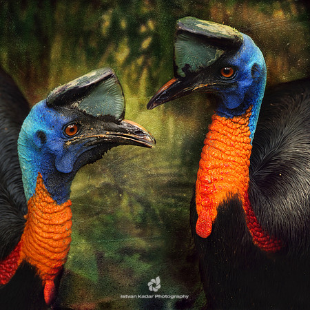 Cassowary Queens