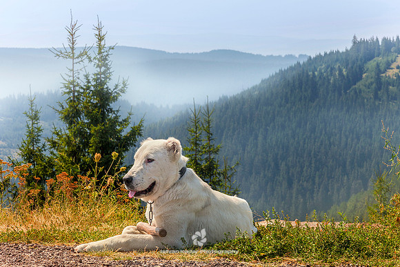 Transylvanian Sheepdog