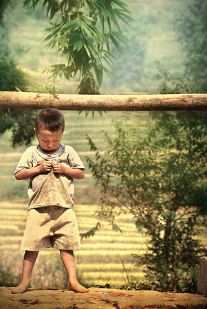Rice Field of Tears