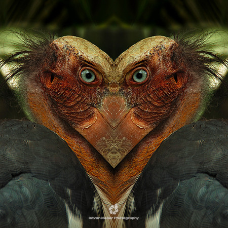 The Loving Pelicans