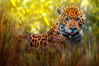 Jaguar (Panthera onca)