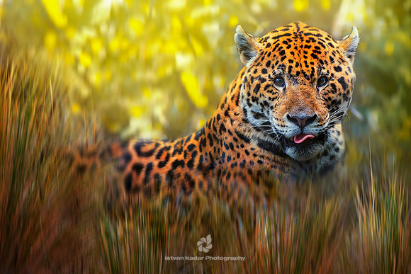 Jaguar (Panthera onca)