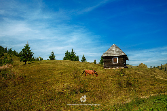 Grazing Horse in Harghita