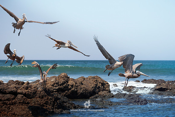 Brown Pelicans