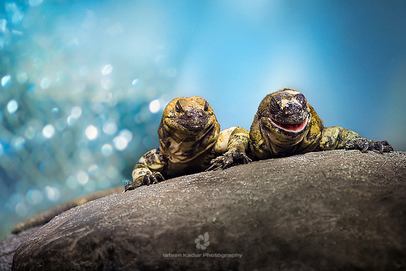 San Esteban Chuckwallas (Sauromalus varius)