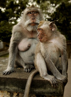 Long Tailed Macaques in Bali