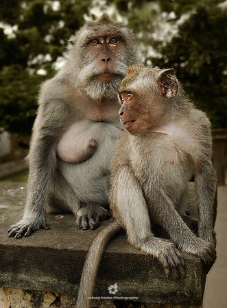 Long Tailed Macaques in Bali