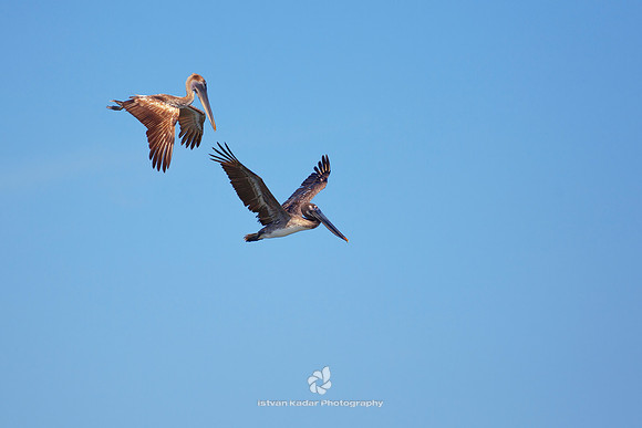 Pelican Couple