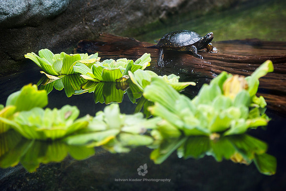 Spotted Turtle (Clemmys guttata)