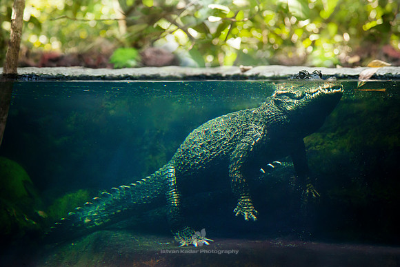 Dwarf Crocodile Below the Surface