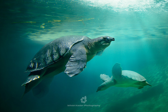 Fly River Turtle (Carettochelys insculpta)