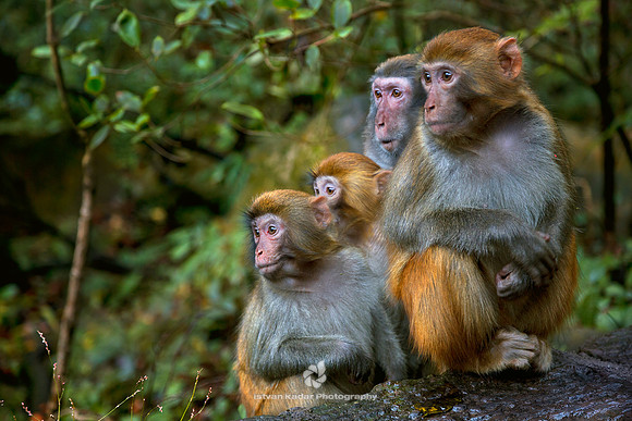 Rhesus Macaques Family (Macaca mulatta)