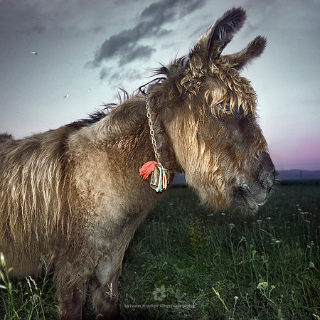 Szekler Donkey