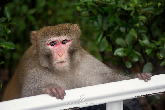 Rhesus Macaque (Macaca mulatta)