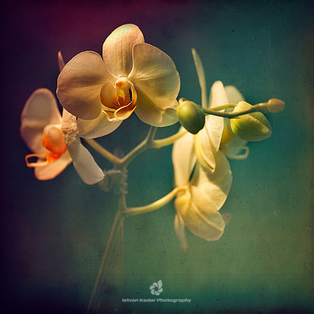 Orchises