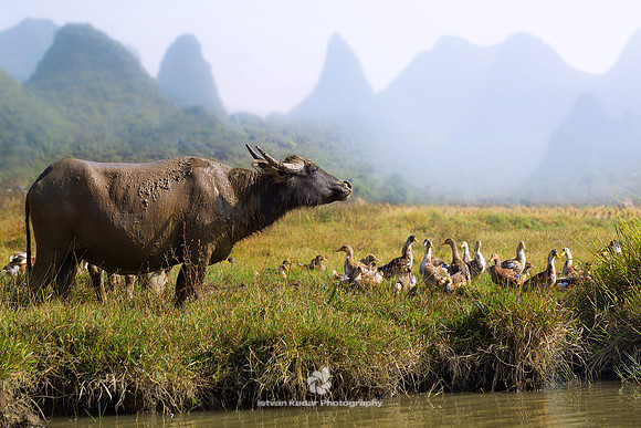 Water Buffalo