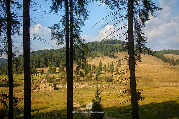 Pine Forest Valley, Harghita, Transylvania